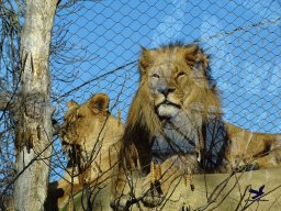 Tiergarten Schönbrunn am 27.01.2026